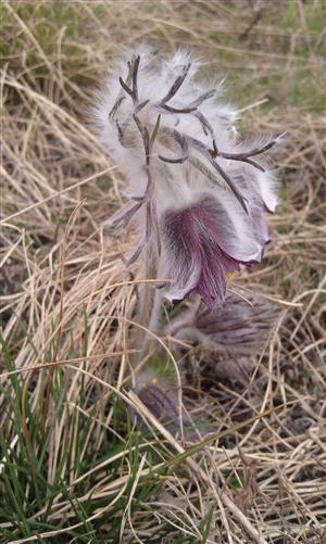 Pulsatilla pratensis ssp. hungarica - ÚEV Horešské lúky