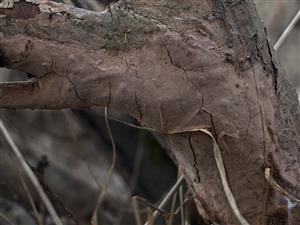 Phellinus punctatus