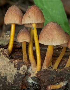 Mycena renati