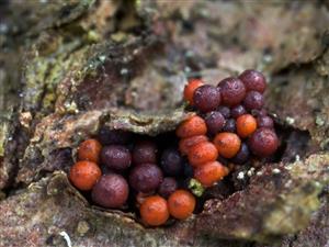 Neonectria fuckeliana 