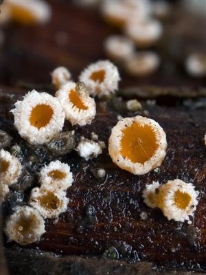 Capitotricha bicolor