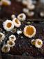 Dasyscyphus bicolor (syn.)