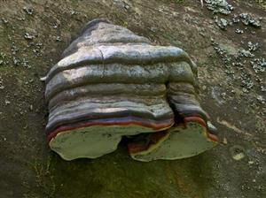 Fomitopsis pinicola