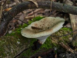 Polyporus squamosus