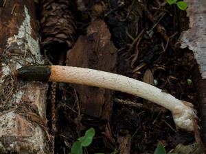 Mutinus caninus