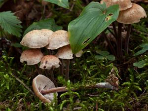 Gymnopus confluens