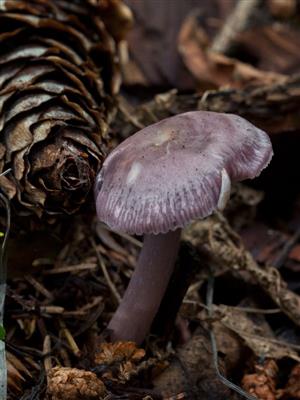 Mycena pura