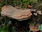 Ganoderma applanatum (syn.)