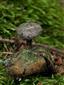 Geastrum pectinatum