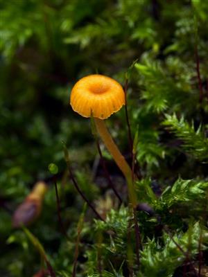 Rickenella fibula