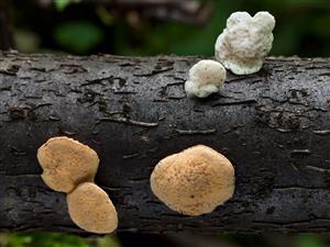 Hapalopilus nidulans