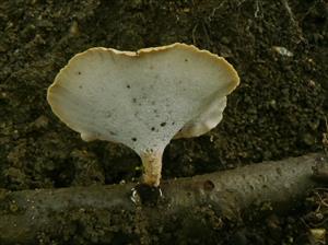 Polyporus varius