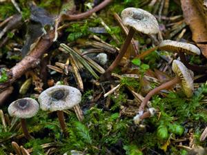 Inocybe petiginosa