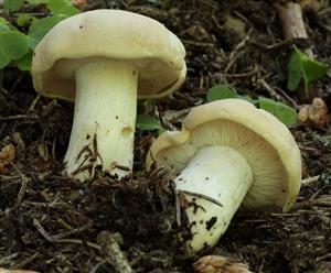 Calocybe gambosa