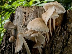 Mycena galericulata