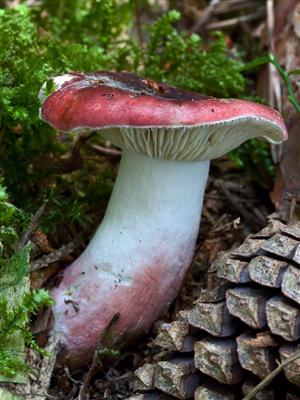 Russula rhodopus