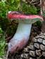 Russula rhodopus