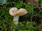 Russula nauseosa