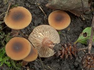 Lactarius obscuratus