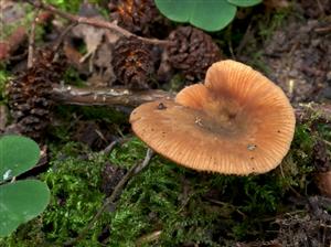 Lactarius cyathuliformis