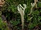 Clavulina coralloides