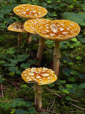 Amanita regalis