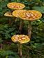 Amanita regalis