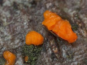 Dacrymyces stillatus