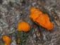 Dacrymyces stillatus