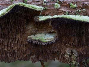 Trichaptum fuscoviolaceum