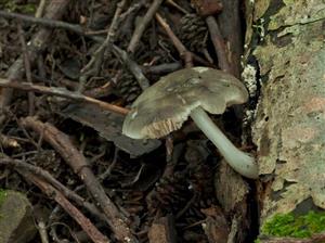 Pluteus salicinus