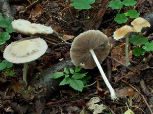 Psathyrella candolleana