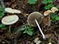 Psathyrella candolleana