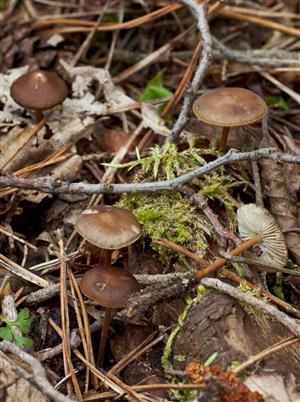 Strobilurus tenacellus