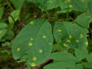 Puccinia coronata