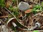 Cortinarius flexipes