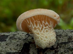 Lentinus suavissimus