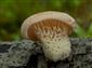 Lentinus suavissimus