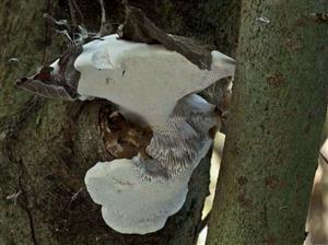 Trametes suaveolens