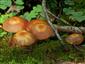 Kuehneromyces mutabilis