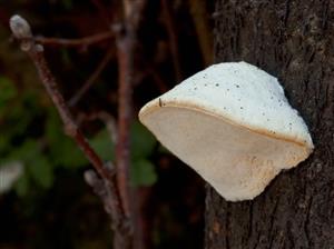 Tyromyces chioneus