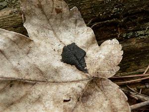 Rhytisma acerinum