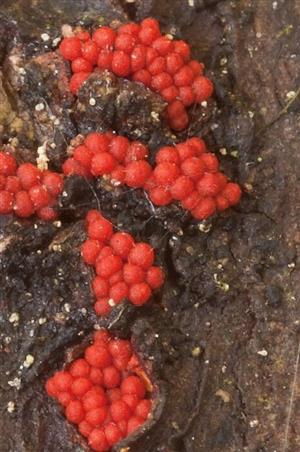 Nectria cinnabarina