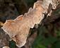 Meruliopsis corium (syn.)