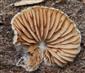 Crepidotus cesatii