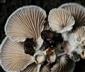 Schizophyllum commune