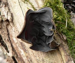 Auricularia auricula-judae