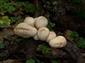 Lycoperdon pyriforme