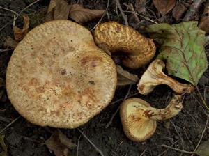Paxillus rubicundulus
