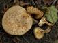 Paxillus rubicundulus